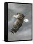 In Flight-Trevor V. Swanson-Framed Stretched Canvas