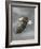 In Flight-Trevor V. Swanson-Framed Giclee Print