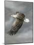 In Flight-Trevor V. Swanson-Mounted Giclee Print