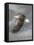 In Flight-Trevor V. Swanson-Framed Stretched Canvas