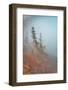 In Fog-Ursula Abresch-Framed Photographic Print