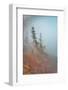 In Fog-Ursula Abresch-Framed Photographic Print