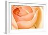 In Full Bloom I-Karyn Millet-Framed Photographic Print