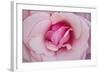 In Full Bloom II-Karyn Millet-Framed Photographic Print