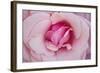 In Full Bloom II-Karyn Millet-Framed Photographic Print