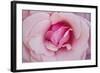 In Full Bloom II-Karyn Millet-Framed Photographic Print