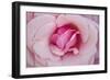 In Full Bloom II-Karyn Millet-Framed Photographic Print