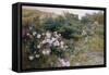 In Full Bloom-Henry Arthur Bonnefoy-Framed Stretched Canvas