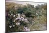 In Full Bloom-Henry Arthur Bonnefoy-Mounted Giclee Print