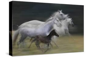 In Gallop-Milan Malovrh-Stretched Canvas