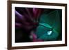 In Good Hands-Dragan Jovancevic-Framed Photographic Print