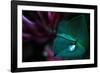 In Good Hands-Dragan Jovancevic-Framed Photographic Print