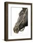 In Halter-Sue Schlabach-Framed Photographic Print