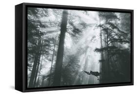 In Light and Trees, Sun Beams and California Coast Redwoods-Vincent James-Framed Stretched Canvas