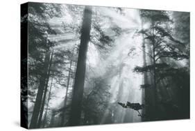 In Light and Trees, Sun Beams and California Coast Redwoods-Vincent James-Stretched Canvas