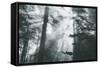 In Light and Trees, Sun Beams and California Coast Redwoods-Vincent James-Framed Stretched Canvas