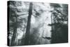 In Light and Trees, Sun Beams and California Coast Redwoods-Vincent James-Stretched Canvas