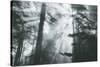 In Light and Trees, Sun Beams and California Coast Redwoods-Vincent James-Stretched Canvas