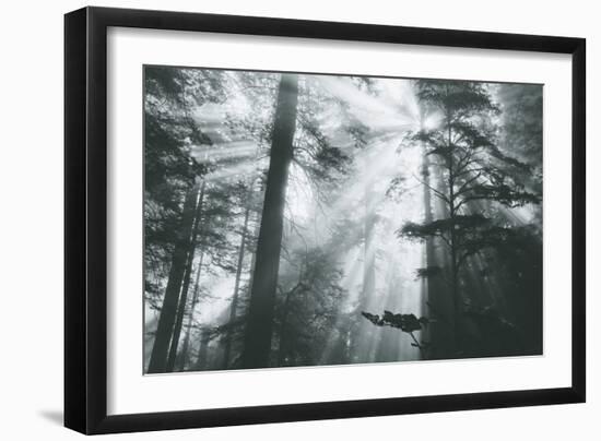 In Light and Trees, Sun Beams and California Coast Redwoods-Vincent James-Framed Photographic Print