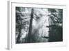 In Light and Trees, Sun Beams and California Coast Redwoods-Vincent James-Framed Photographic Print