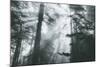 In Light and Trees, Sun Beams and California Coast Redwoods-Vincent James-Mounted Photographic Print