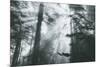 In Light and Trees, Sun Beams and California Coast Redwoods-Vincent James-Mounted Photographic Print