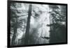 In Light and Trees, Sun Beams and California Coast Redwoods-Vincent James-Framed Photographic Print