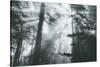 In Light and Trees, Sun Beams and California Coast Redwoods-Vincent James-Stretched Canvas