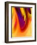 In Living Color-Ruth Palmer-Framed Art Print