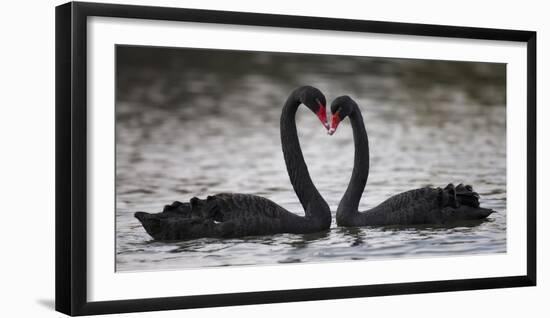 In Love-C.S. Tjandra-Framed Premium Photographic Print