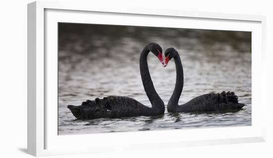 In Love-C.S. Tjandra-Framed Premium Photographic Print