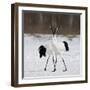 In Love-C.S. Tjandra-Framed Photographic Print