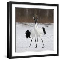 In Love-C.S. Tjandra-Framed Photographic Print