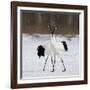 In Love-C.S. Tjandra-Framed Photographic Print