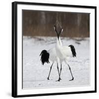 In Love-C.S. Tjandra-Framed Photographic Print