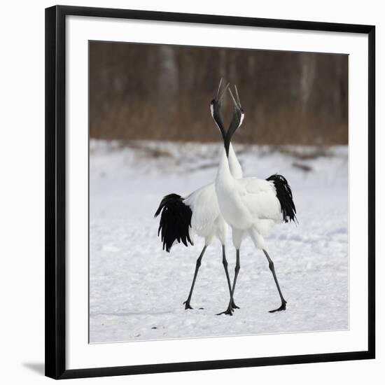 In Love-C.S. Tjandra-Framed Photographic Print