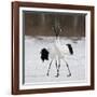 In Love-C.S. Tjandra-Framed Photographic Print