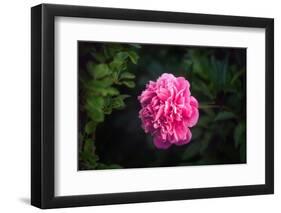 In Love-Philippe Sainte-Laudy-Framed Photographic Print