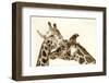 In Love-Carrie Ann Grippo-Pike-Framed Photographic Print