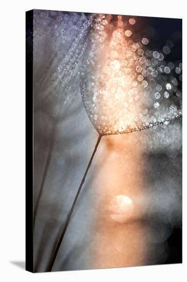 In My Winter Window-Ursula Abresch-Stretched Canvas