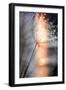 In My Winter Window-Ursula Abresch-Framed Premium Photographic Print