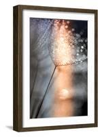 In My Winter Window-Ursula Abresch-Framed Photographic Print