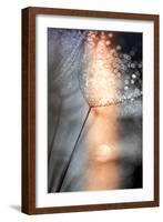 In My Winter Window-Ursula Abresch-Framed Photographic Print