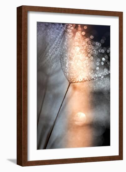 In My Winter Window-Ursula Abresch-Framed Photographic Print