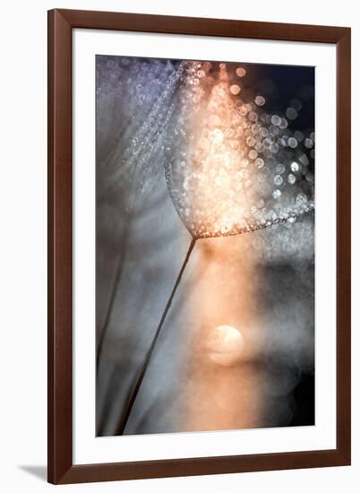 In My Winter Window-Ursula Abresch-Framed Premium Photographic Print