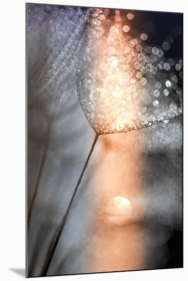 In My Winter Window-Ursula Abresch-Mounted Photographic Print