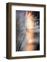 In My Winter Window-Ursula Abresch-Framed Photographic Print