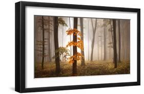 In November Light-Franz Schumacher-Framed Art Print