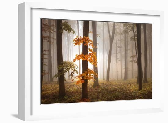 In November Light-Franz Schumacher-Framed Photographic Print