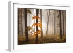 In November Light-Franz Schumacher-Framed Photographic Print